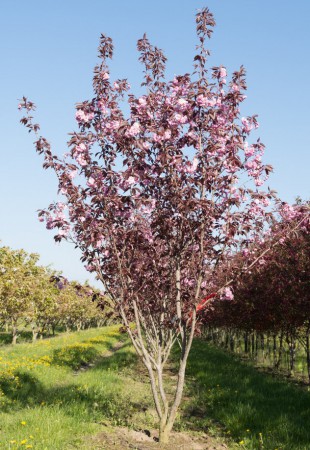 Prunus serrulata  'Royal Burgundy', sakura 'Royal Burgundy', vícekmen, 400-500